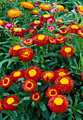 Helichrysum bracteatum 'Tom Pouce' (Strawflower)