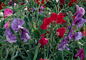 Lathyrus odoratus 'Knee-Hi' (sweetpea)