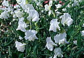 Lathyrus odoratus mammouth 'White' (Duftwicke)