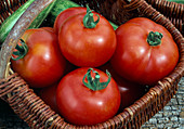 Frisch gepflueckte Tomaten 'Dona' f1 (Lycopersicon) im Korb