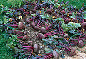 Freshly harvested Beta vulgaris 'Noire d'Egypte' (Beetroot)