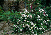 Rosa 'Pleine de Grace' Strauchrose, einmalblühend, intensiver Duft, Wildrosencharakter, Echium fastuosum (Natternkopf)