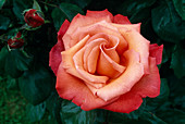Rosa 'Christopher Columbus' Tea hybrid, repeat flowering, light fragrance