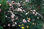 Rosa 'Albertine 'Climbing rose, Wichuriana hyb., intense fragrance, single flowering