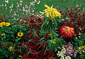 Buntes Beet mit Einjährigen: Amaranthus tricolor 'Illumination', 'Aurea' / Fuchsschwanz, Nicotiana / Ziertabak, Zinnia / Zinnie, Gaura / Prachtkerze