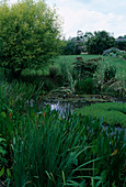 Pontederia lanceolata (Hechtkraut), Myriophyllum aquaticum (Tausendblatt), Salix alba 'Aurea' (Silberweide)