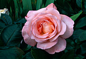 Rosa 'Paul Shirville' Tea hybrid, repeat flowering, good fragrance