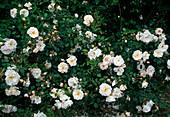 Rosa moschata 'Penelope'(Historical rose), repeat flowering, intense fragrance