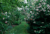 Rosa 'Dentelle de Maline' (Kletterrose, Ramblerrose), einmalblühend mit leichtem Duft, Rasenweg zwischen Beeten