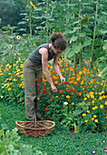 Cosmos sulphureus (Schmuckkörbchen, gelb), verblühte Blüten abschneiden