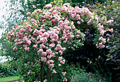 Rosa multiflora'Tea Rambler 'Kletterrose, Ramblerrose, einmalblühend, guter Duft