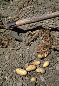 Ernte von Kartoffeln