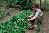 Bean harvest: Woman picking bush beans (Phaseolus)