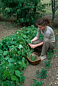 Bean harvest: Woman picking bush beans (Phaseolus)
