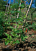 Runner beans, fire beans on a climbing frame made of beanstalks