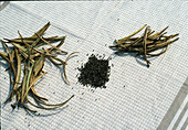 Harvest of Eschscholzia californica seeds, seeds drying
