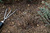 Harvest of thyme, harvested plant