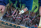 Gladiolen einwintern Gladiolen fertig beschriftet bereit zum Einlagern an kühlen, dunklen, frostfreien Ort (Keller) (10/11)