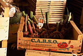 Gladiolen einwintern 11. Step: Gladiolen fertig beschriftet an einem dunklen, kühlen, frostfreien Ort aufbewahrt