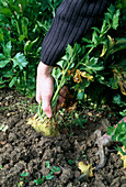 Ernte von Apium graveolens var. rapaceum (Sellerie), Knolle mit der Hand vorsichtig aus der Erde ziehen, mit Grabgabel anheben (2/4)