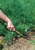 Loosen soil with small garden claw, fennel (Foeniculum)