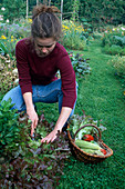 Woman harvesting lettuce (Lactuca)