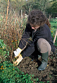 Harvesting a bed of annual (1/3)