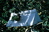 Pheromone trap against codling moth