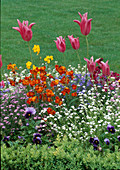 Tulipa (Tulpen), Myosotis (Vergißmeinnicht), Erysimum cheiri (Goldlack)