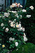 Rosa 'Penelope' moschata-hybride, Strauchrose, öfterblühend, duftend