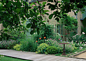 Vorgarten mit Alchemillla mollis (Frauenmantel), Geranium endressii (Storchschnabel), Rosa (Rosen), Papaver orientale (Mohn), Weg aus Holz, kleiner Rosttisch