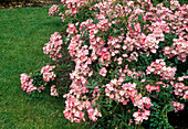 Rosa moschata 'Ballerina' shrub rose, repeat flowering, hardly fragrant