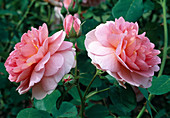Rosa 'Hero' - Strauchrose, Englische Rose, öfterblühend, stark duftend
