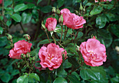 Rosa 'Rosy la Sevillana', Syn. 'Pink la Sevillana' Floribundarose, öfterblühend, zart duftend