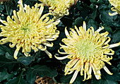 Dendranthema-Hybr. 'Green magnatic' (Herbstchrysantheme)