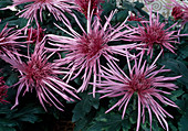 Dendranthema-Hybr. 'Schang' (Herbstchrysantheme)