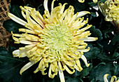 Dendranthema-Hybr 'Green magnatic' (Herbstchrysantheme)