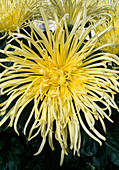 Dendranthema hybr 'Nankin' (Autumn chrysanthemum)