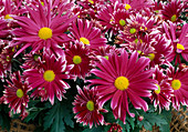 Dendranthema-Hybr. 'Marvine' (Herbstchrysantheme)