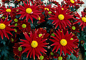 Dendranthema Hybr. 'Tattoo Time Red' (Autumn Chrysanthemum)