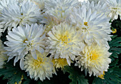 Dendranthema hybrid 'Rumba créme' (Autumn chrysanthemum)