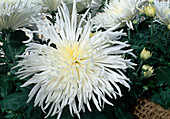 Dendranthema-Hybr. 'Mandalis' (Herbstchrysantheme)