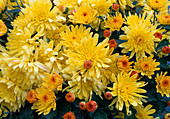 Dendranthema-Hybr. 'Persan jaune' (Herbstchrysantheme)