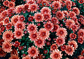 Dendranthema hybr. 'Memoria Cuivre' (Autumn chrysanthemum)