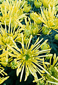Dendranthema-Hybr. 'Fontana' (Herbstchrysantheme)