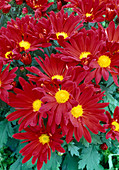 Dendranthema-Hybr. 'Lambada rouge' (Herbstchrysantheme)