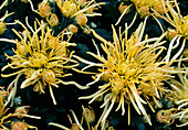 Dendranthema hybrid 'Spider Yellow' (Autumn chrysanthemum)