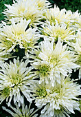 Dendranthema-Hybr. 'Loredo' (Herbstchrysantheme)