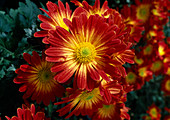 Dendranthema-Hybr 'Mobila' (Herbstchrysantheme)