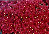 Dendranthema hybr. 'Carmine rouge' (Autumn chrysanthemum)